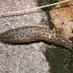 Limax maximus (Leopard Slug, Great Grey Slug) at ANBG - 12 May 2022 by TimL