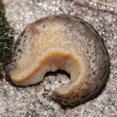 Limax maximus at Acton, ACT - 12 May 2022