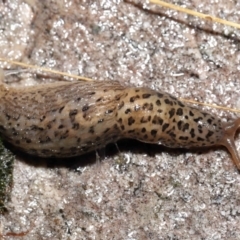 Limax maximus at Acton, ACT - 12 May 2022