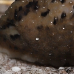 Riccardoella oudemansi (White Slug Mite) at Acton, ACT - 12 May 2022 by TimL