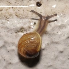 Cornu aspersum (Common Garden Snail) at ANBG - 12 May 2022 by TimL