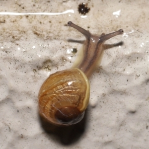 Cornu aspersum at Acton, ACT - 12 May 2022