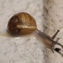 Cornu aspersum at Acton, ACT - 12 May 2022