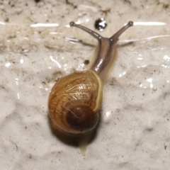 Cornu aspersum at Acton, ACT - 12 May 2022