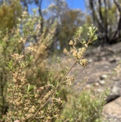 Pomaderris angustifolia at Paddys River, ACT - 31 Oct 2021