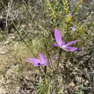 Glossodia major at Paddys River, ACT - suppressed