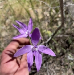 Glossodia major at Paddys River, ACT - suppressed