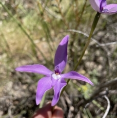 Glossodia major at Paddys River, ACT - 31 Oct 2021