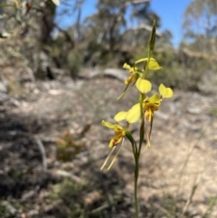 Diuris sulphurea (Tiger Orchid) at Paddys River, ACT - 31 Oct 2021 by BedeM