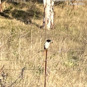 Cracticus torquatus at Bonython, ACT - 6 Oct 2021