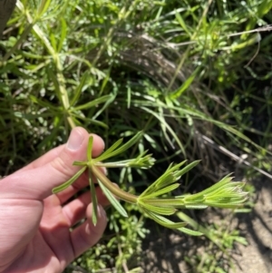 Galium aparine at Paddys River, ACT - 6 Oct 2021