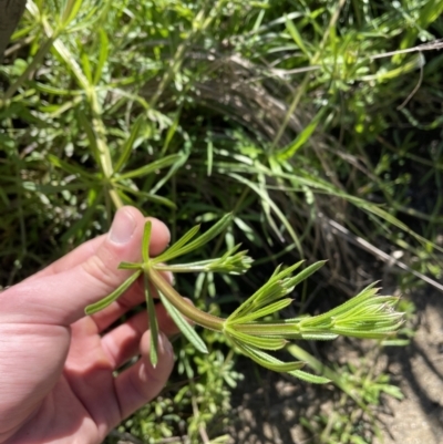 Galium aparine (Goosegrass, Cleavers) at Point Hut to Tharwa - 6 Oct 2021 by BedeM