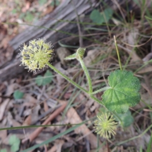 Hydrocotyle laxiflora at Paddys River, ACT - 23 Jan 2022