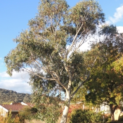 Eucalyptus racemosa (Narrow-leaved Scribbly Gum) at Conder, ACT - 8 May 2022 by michaelb