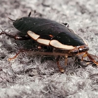 Drymaplaneta communis (Eastern Wood Runner, Common Shining Cockroach) at Lyneham, ACT - 13 May 2022 by trevorpreston