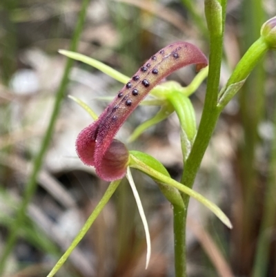 Cryptostylis leptochila (Small Tongue Orchid) at Mogo, NSW - 13 Jan 2022 by NedJohnston