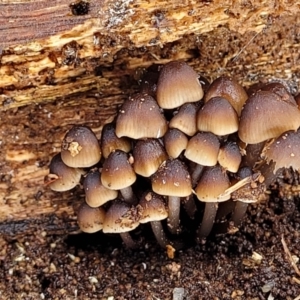 Mycena sp. at Lyneham, ACT - 13 May 2022 12:11 PM