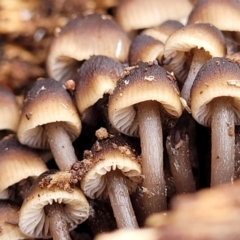 Mycena sp. at Lyneham, ACT - 13 May 2022 12:11 PM