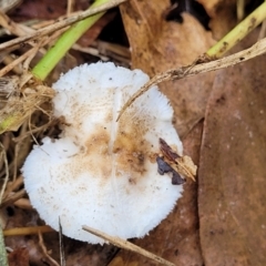 Lepiota sp. (Lepiota) at Lyneham, ACT - 13 May 2022 by trevorpreston