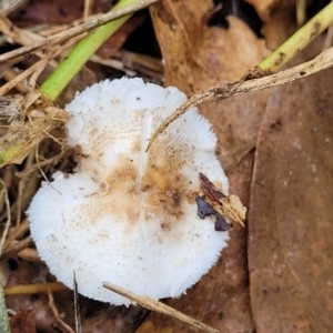 Lepiota sp. at Lyneham, ACT - 13 May 2022