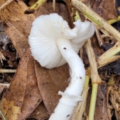 Lepiota sp. at Lyneham, ACT - 13 May 2022 12:12 PM