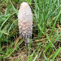 Coprinus comatus (Shaggy Ink Cap) at Lyneham, ACT - 13 May 2022 by trevorpreston