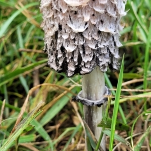 Coprinus comatus at Lyneham, ACT - 13 May 2022