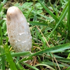 Coprinus comatus at Lyneham, ACT - 13 May 2022