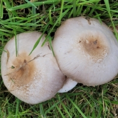 Agaricus sp. (Agaricus) at Lyneham, ACT - 13 May 2022 by trevorpreston