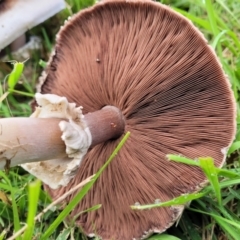 Agaricus sp. at Lyneham, ACT - 13 May 2022 12:18 PM