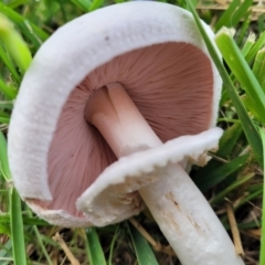 Agaricus sp. at Lyneham, ACT - 13 May 2022