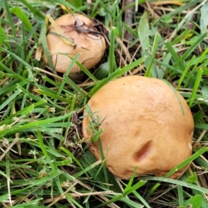 zz bolete at O'Connor, ACT - 13 May 2022