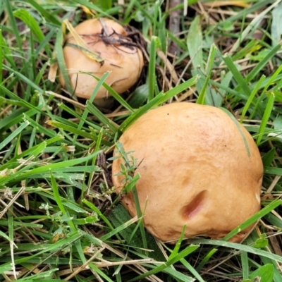 Unidentified Cap on a stem; pores below cap [boletes & stemmed polypores] at O'Connor, ACT - 13 May 2022 by trevorpreston