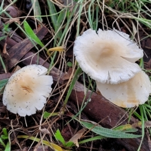 zz agaric (stem; gills white/cream) at Lyneham, ACT - 13 May 2022