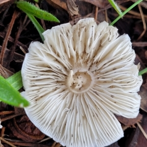 zz agaric (stem; gills white/cream) at Lyneham, ACT - 13 May 2022