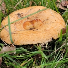 Lactarius deliciosus (Saffron Milkcap) at Lyneham, ACT - 13 May 2022 by trevorpreston