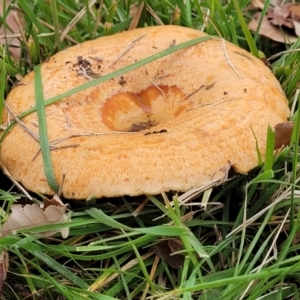 Lactarius deliciosus at Lyneham, ACT - 13 May 2022 12:25 PM