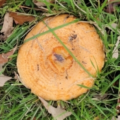 Lactarius deliciosus at Lyneham, ACT - 13 May 2022 12:25 PM