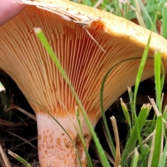 Lactarius deliciosus at Lyneham, ACT - 13 May 2022