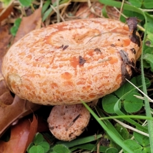 Lactarius deliciosus at Lyneham, ACT - 13 May 2022