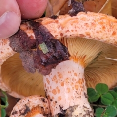 Lactarius deliciosus at Lyneham, ACT - 13 May 2022