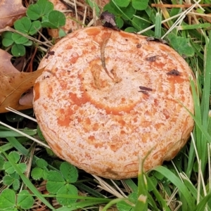 Lactarius deliciosus at Lyneham, ACT - 13 May 2022