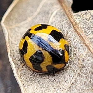 Coccinella transversalis at Lyneham, ACT - 13 May 2022