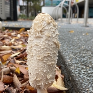 Coprinus comatus at Phillip, ACT - 13 May 2022