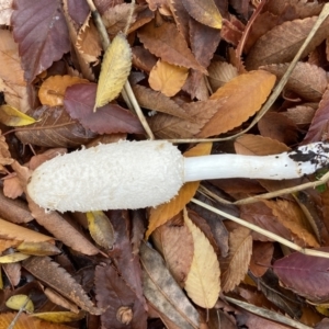 Coprinus comatus at Phillip, ACT - 13 May 2022