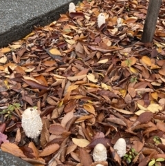 Coprinus comatus at Phillip, ACT - 13 May 2022