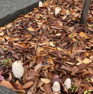 Coprinus comatus at Phillip, ACT - 13 May 2022