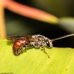 Lasioglossum (Parasphecodes) sp. (genus & subgenus) (Halictid bee) at Acton, ACT - 13 May 2022 by Roger