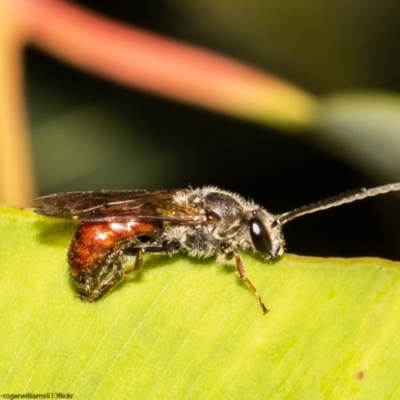 Lasioglossum (Parasphecodes) sp. (genus & subgenus) (Halictid bee) at Acton, ACT - 13 May 2022 by Roger