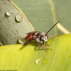 Lasioglossum (Parasphecodes) sp. (genus & subgenus) at Acton, ACT - 13 May 2022